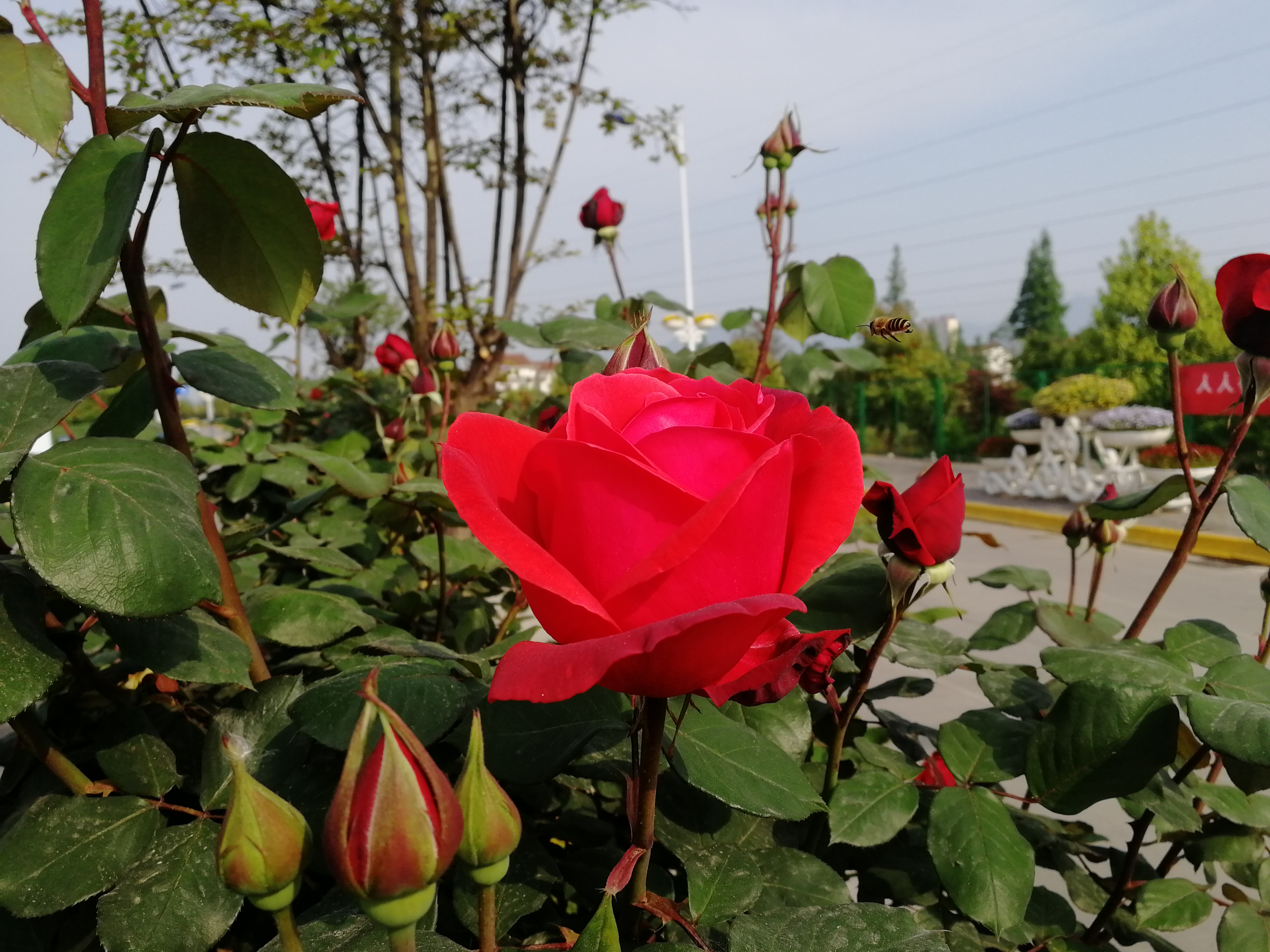 【美麗漢鋼】賞高桿月季，來美麗漢鋼