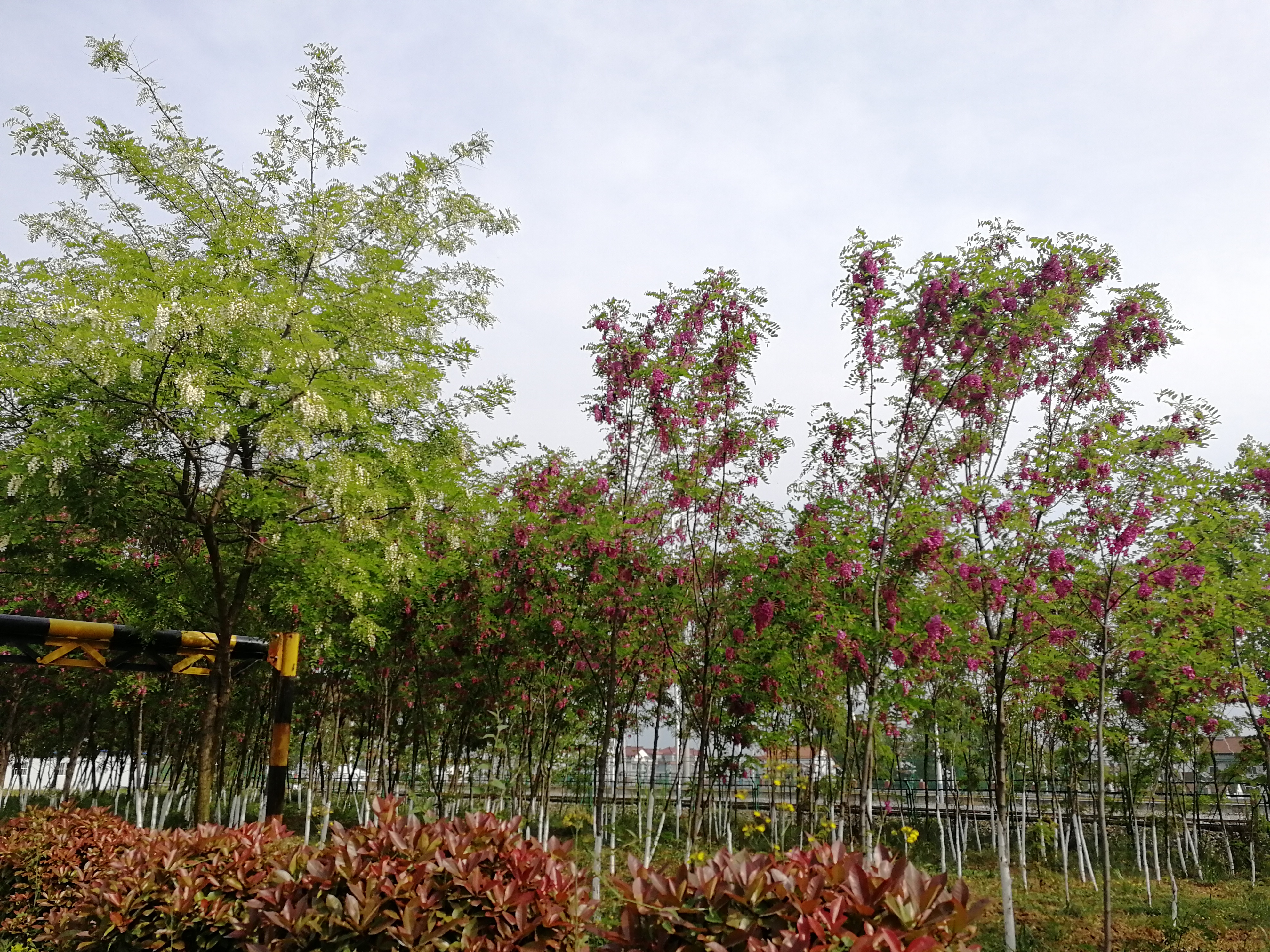 【美麗漢鋼】賞高桿月季，來美麗漢鋼