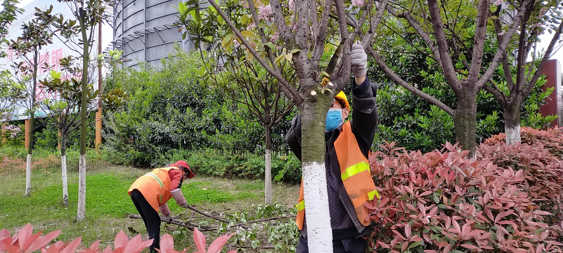 【美麗漢鋼】公司多措并舉 做好春季綠化苗木養(yǎng)護(hù)工作