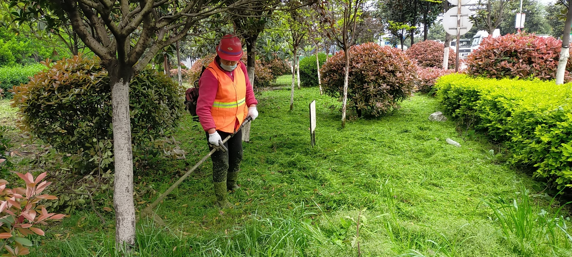 【美麗漢鋼】公司多措并舉 做好春季綠化苗木養(yǎng)護(hù)工作