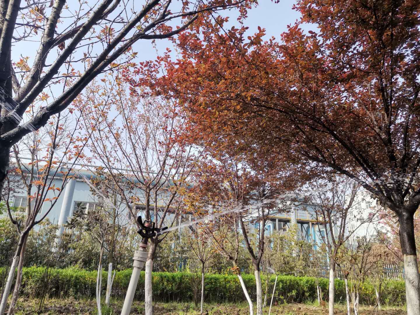 【美麗漢鋼】公司多措并舉 做好春季綠化苗木養(yǎng)護(hù)工作