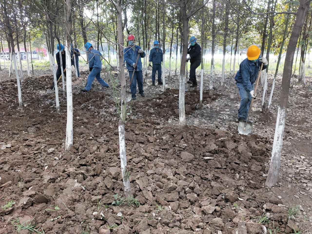 【美麗漢鋼】公司多措并舉 做好春季綠化苗木養(yǎng)護(hù)工作