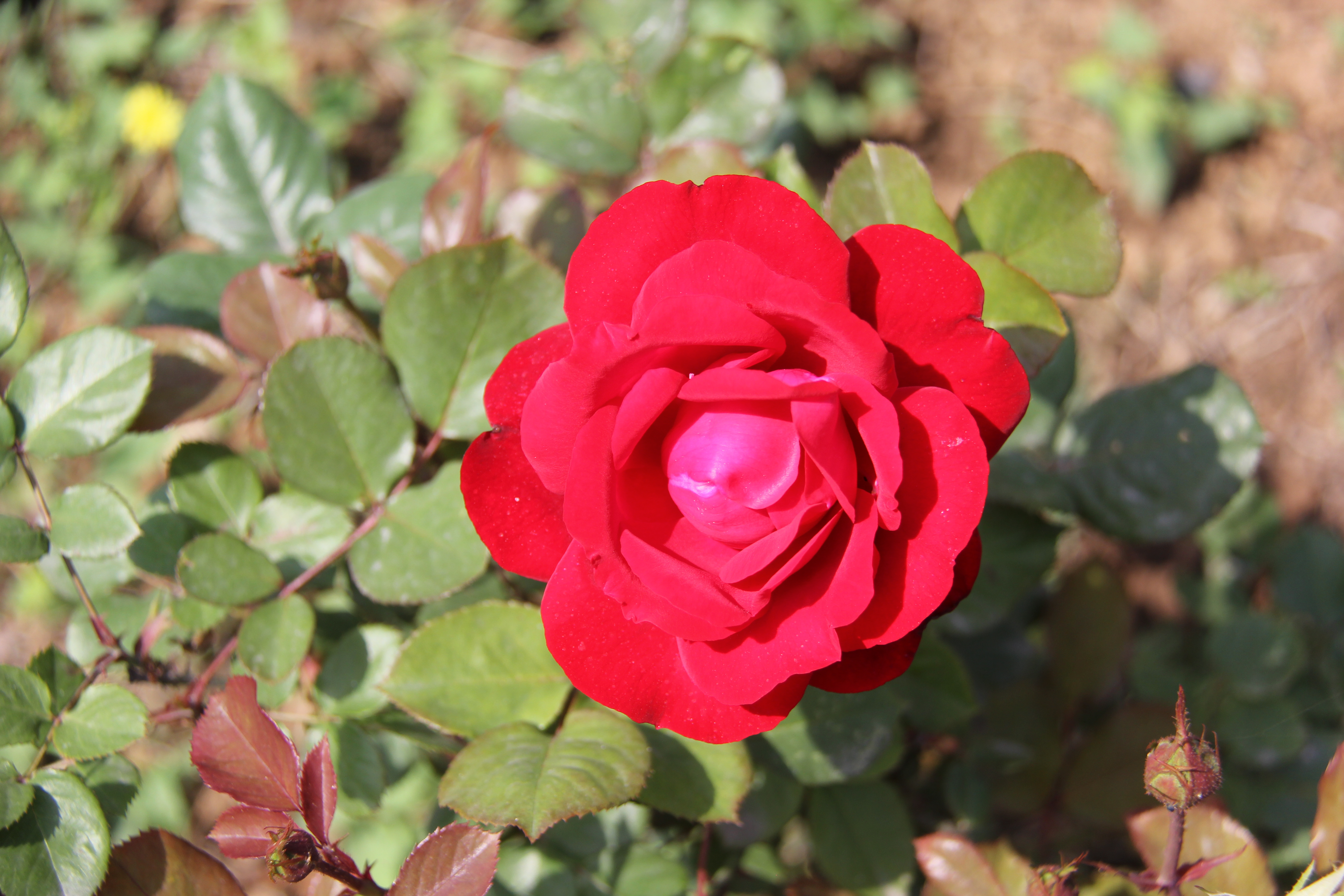 【美麗漢鋼】醉美漢鋼四月天