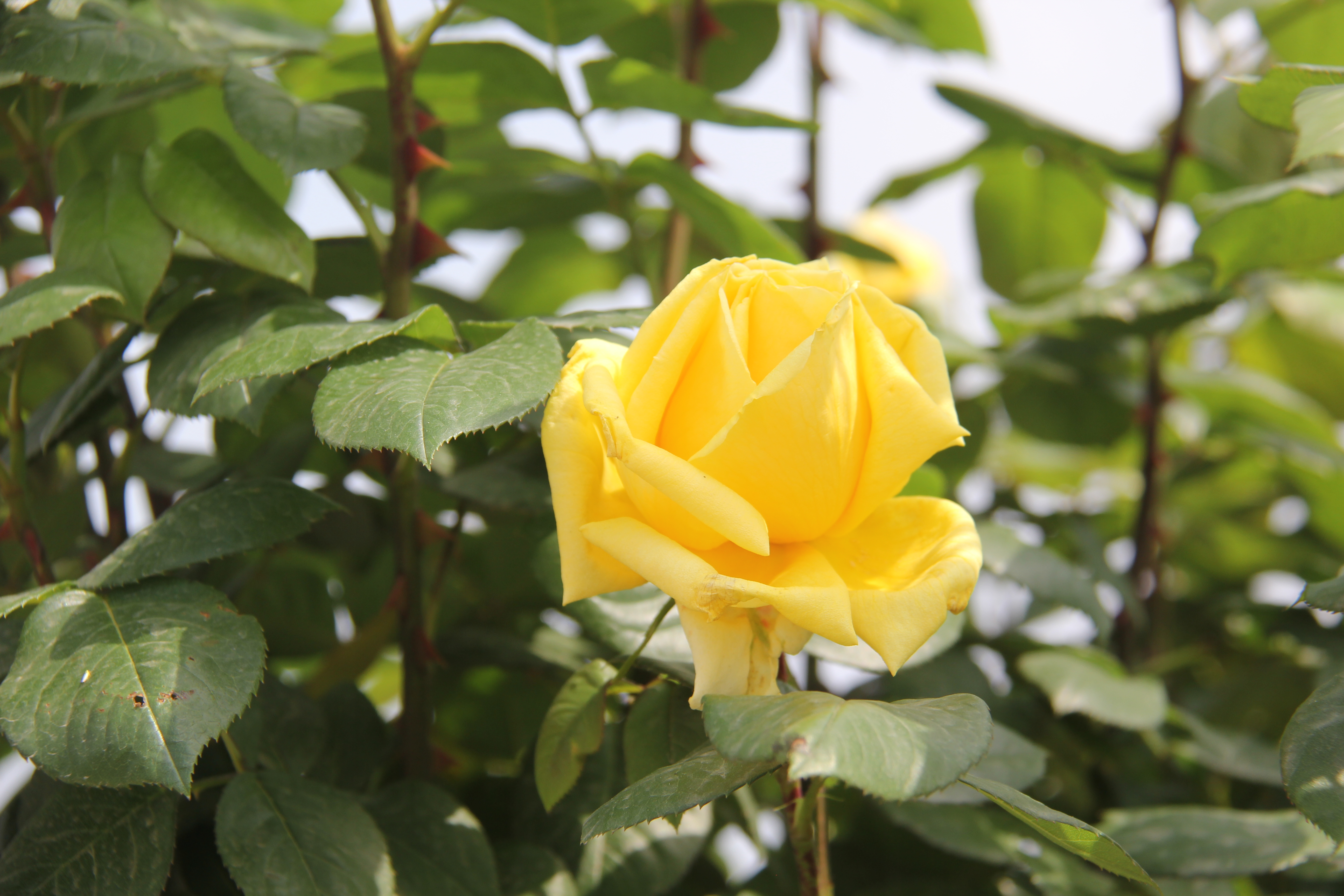 【美麗漢鋼】醉美漢鋼四月天