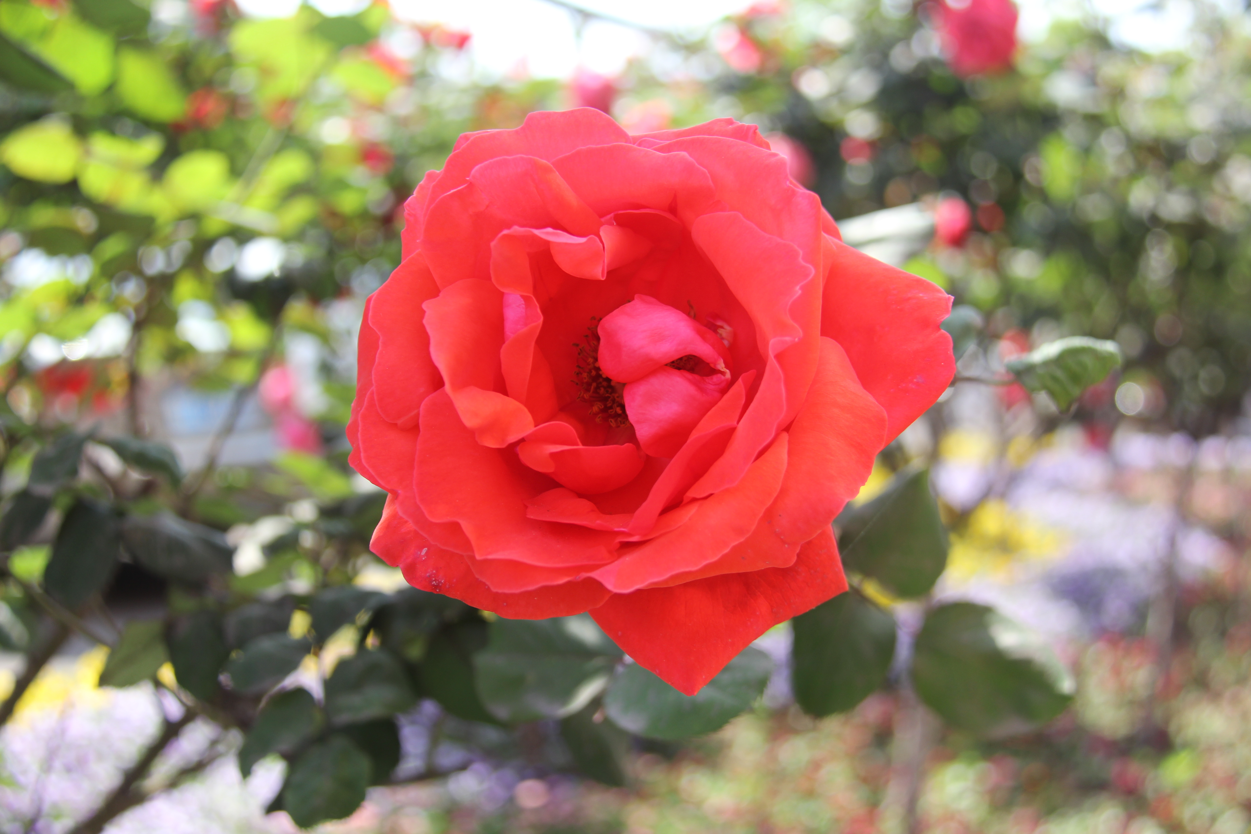 【美麗漢鋼】醉美漢鋼四月天