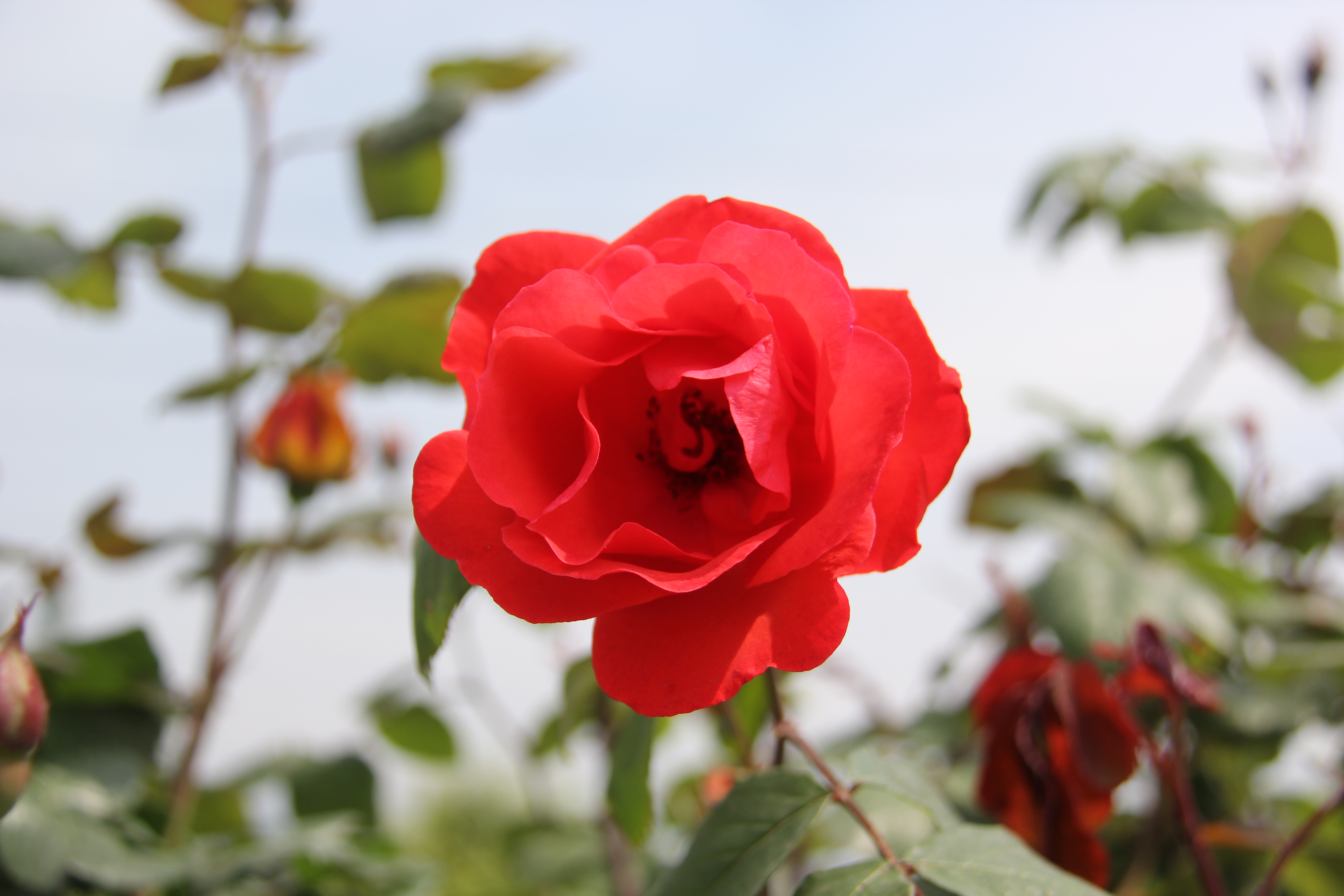 【美麗漢鋼】醉美漢鋼四月天