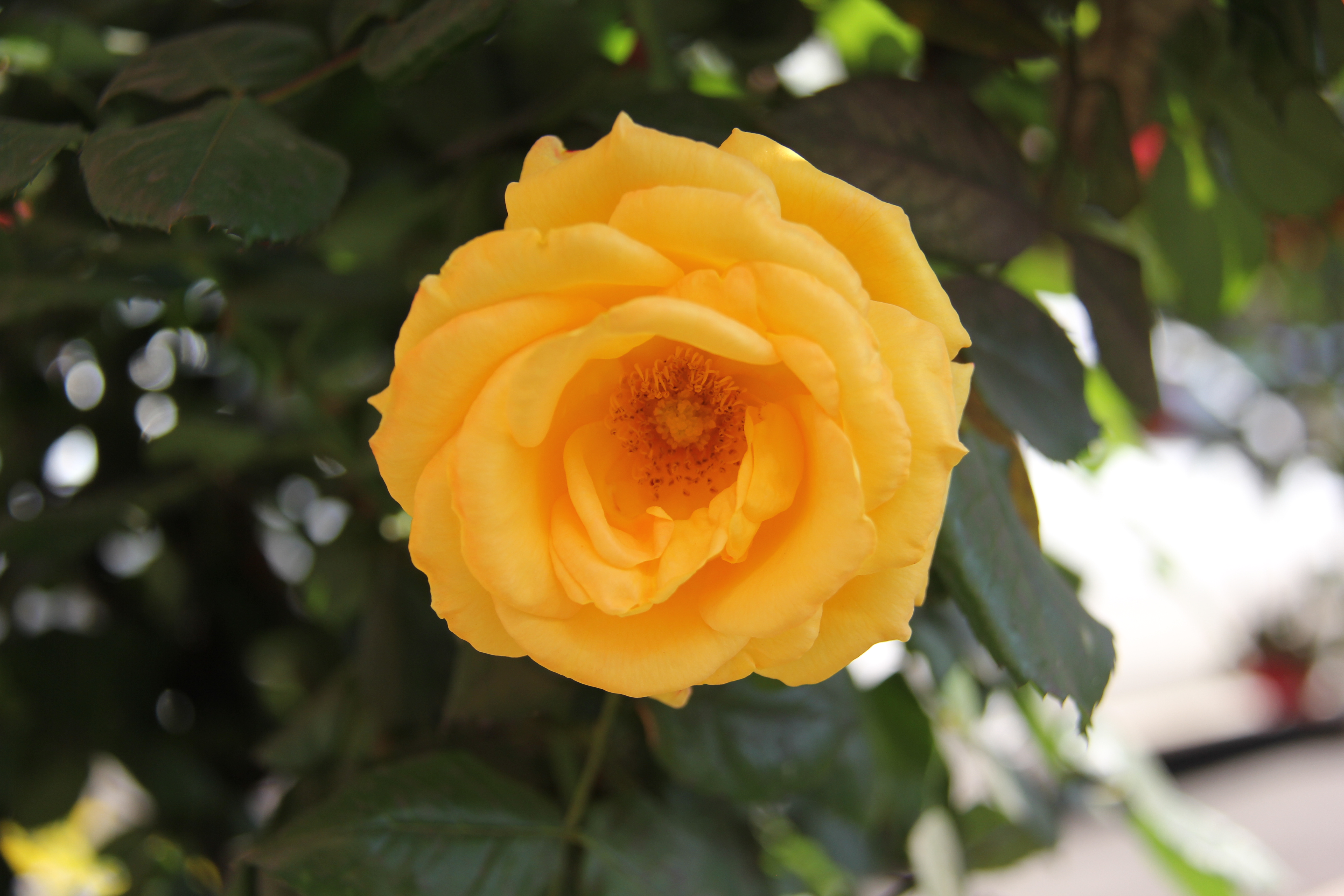 【美麗漢鋼】醉美漢鋼四月天