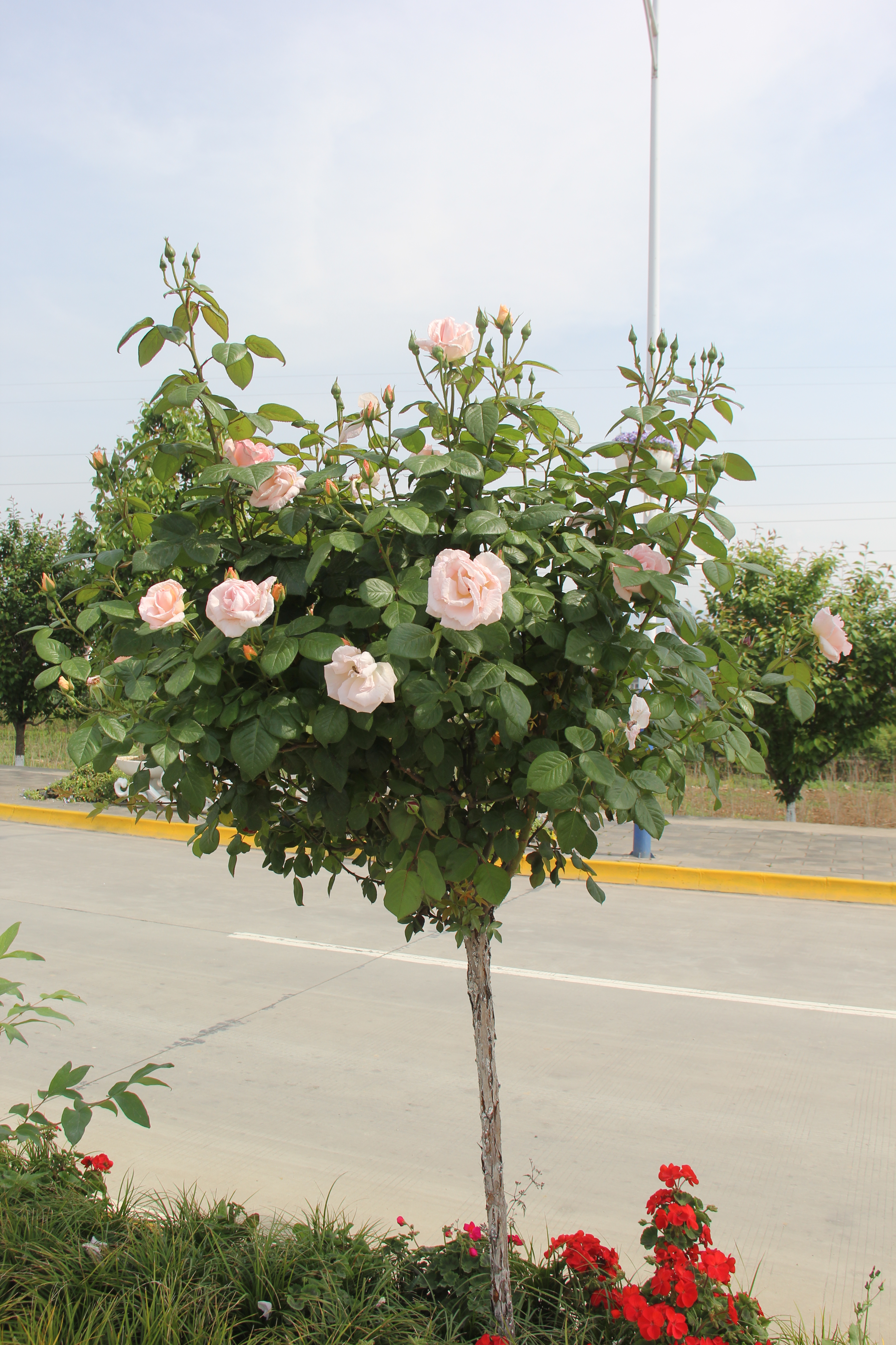 【美麗漢鋼】鏡頭下的漢鋼春