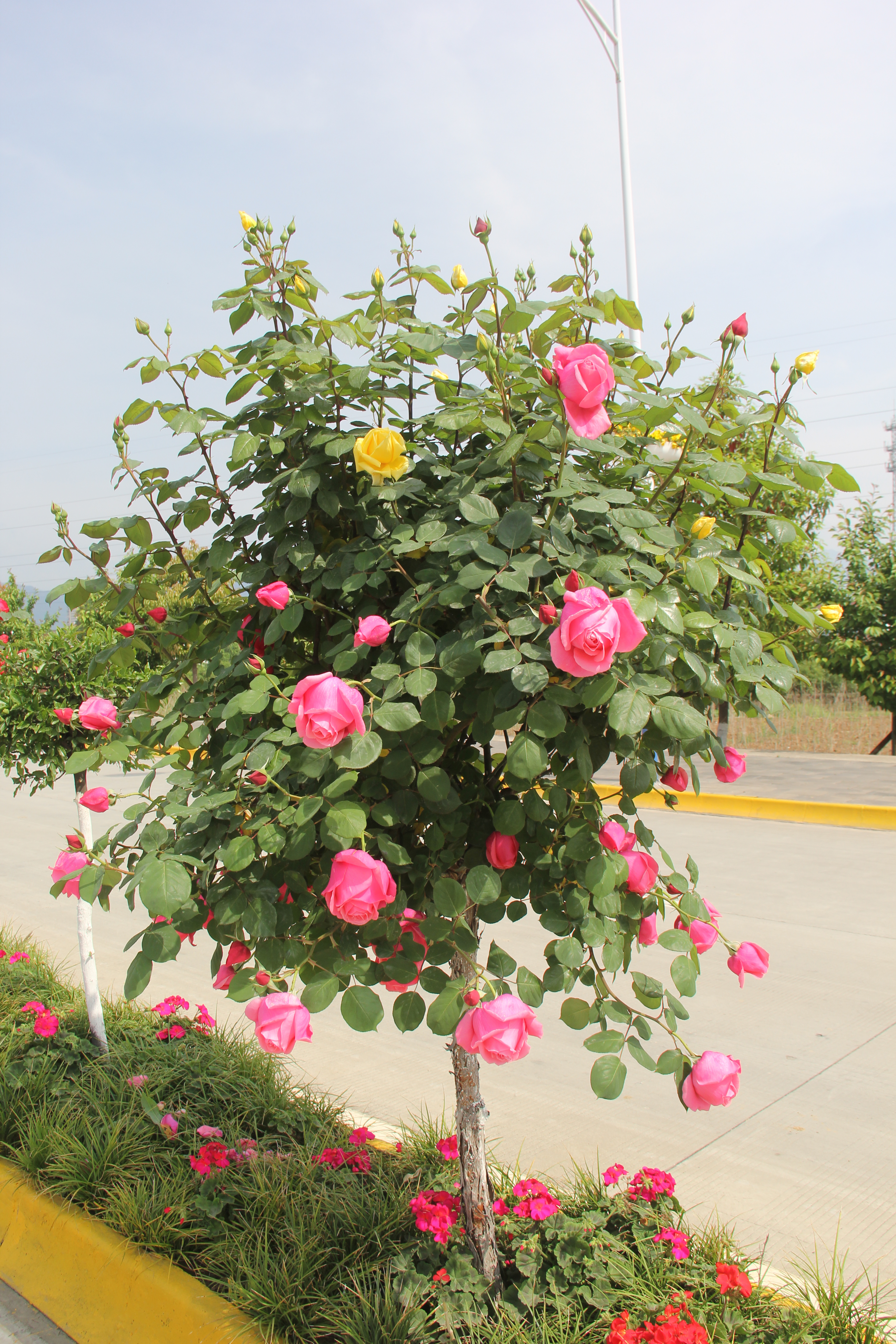 【美麗漢鋼】醉美漢鋼四月天