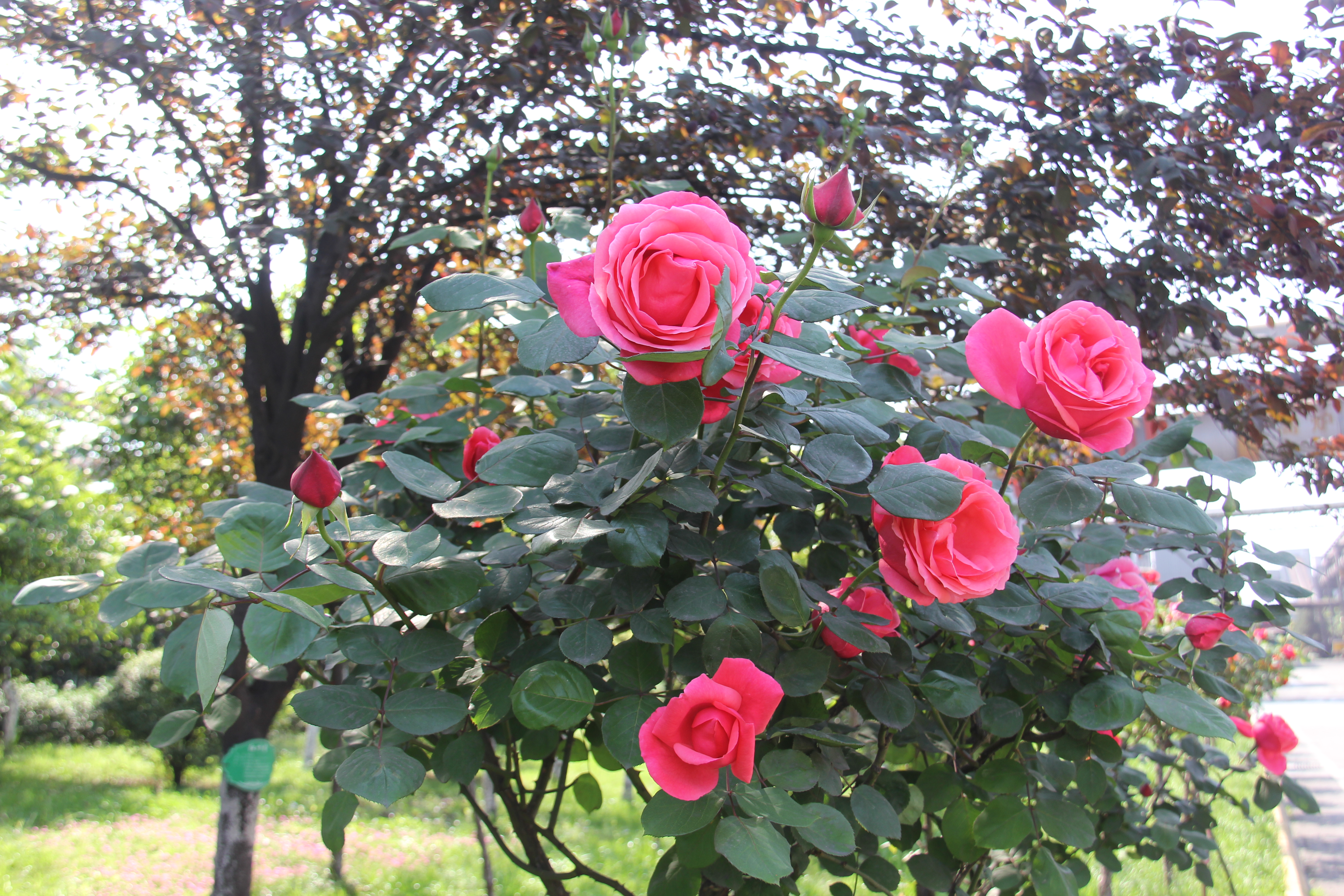 【美麗漢鋼】醉美漢鋼四月天