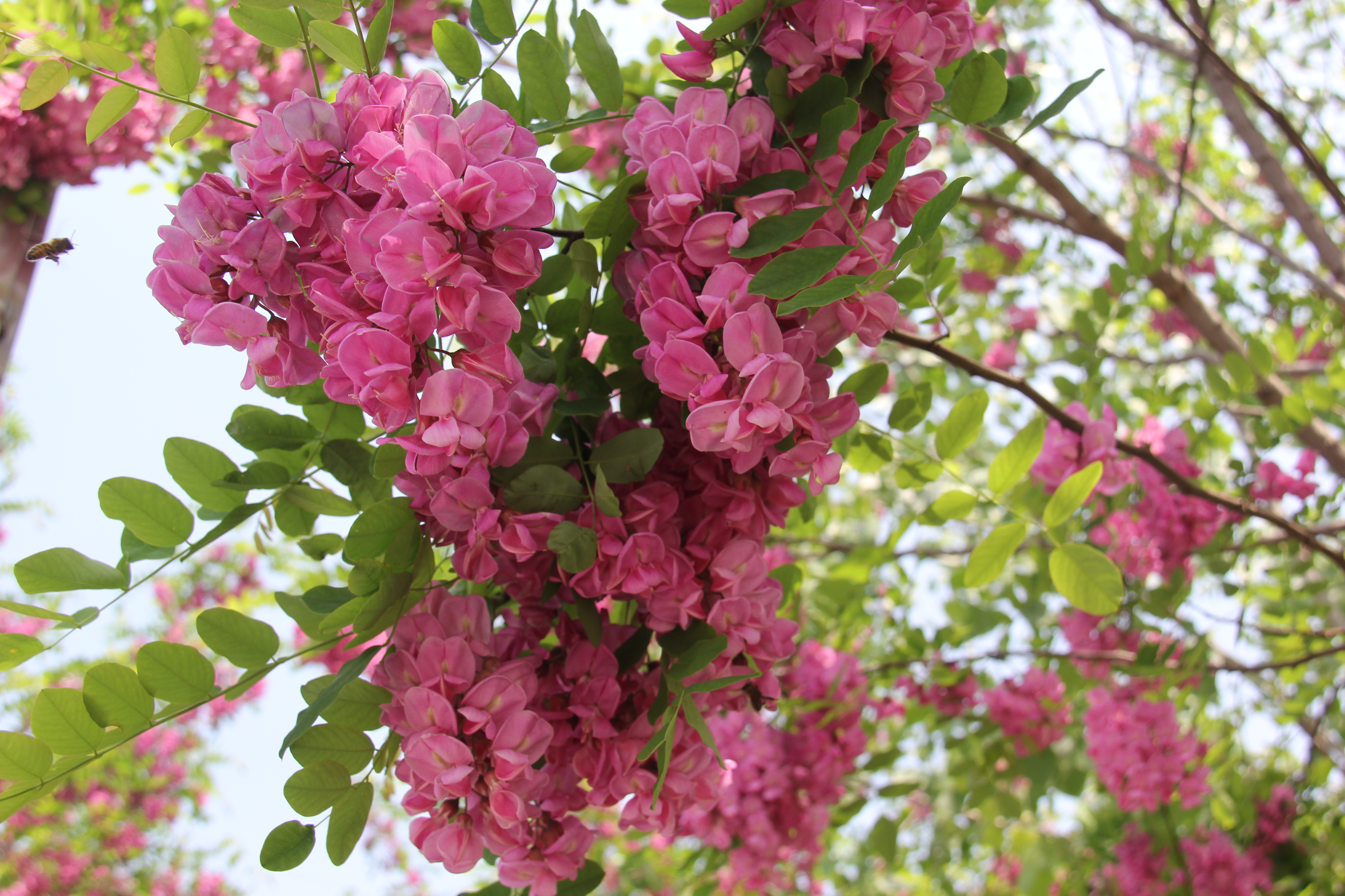 【美麗漢鋼】醉美漢鋼四月天