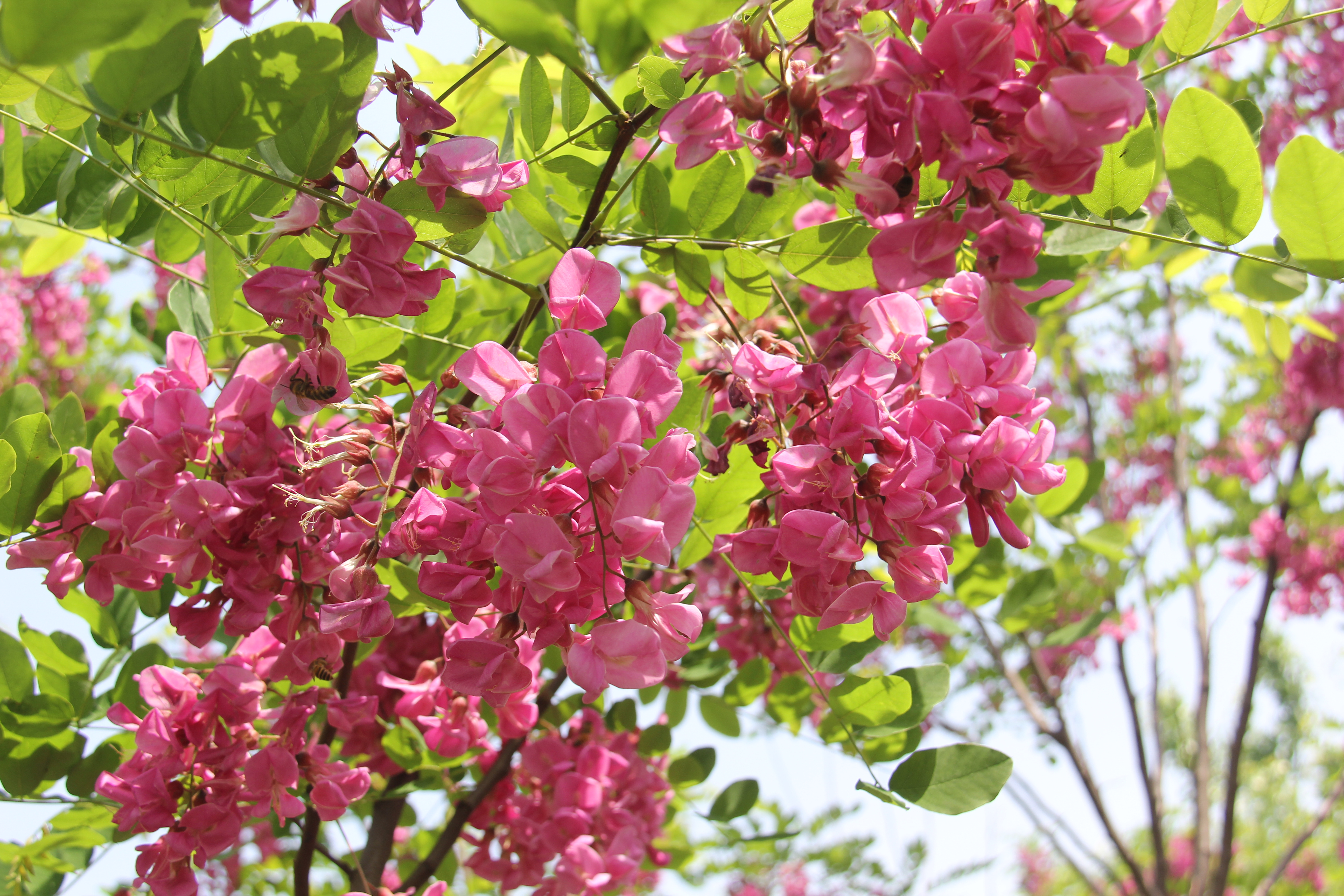 【美麗漢鋼】醉美漢鋼四月天