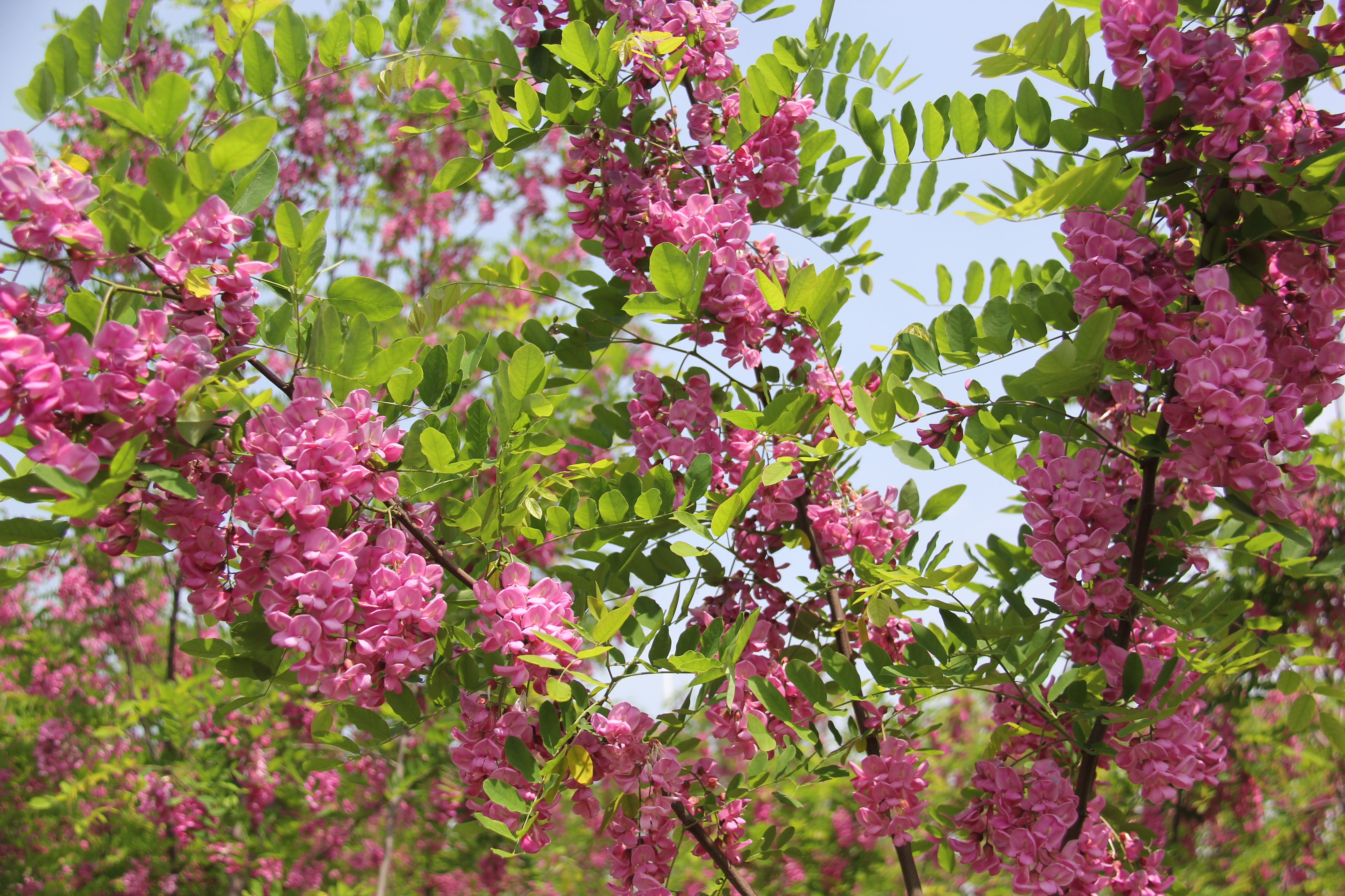 【美麗漢鋼】醉美漢鋼四月天