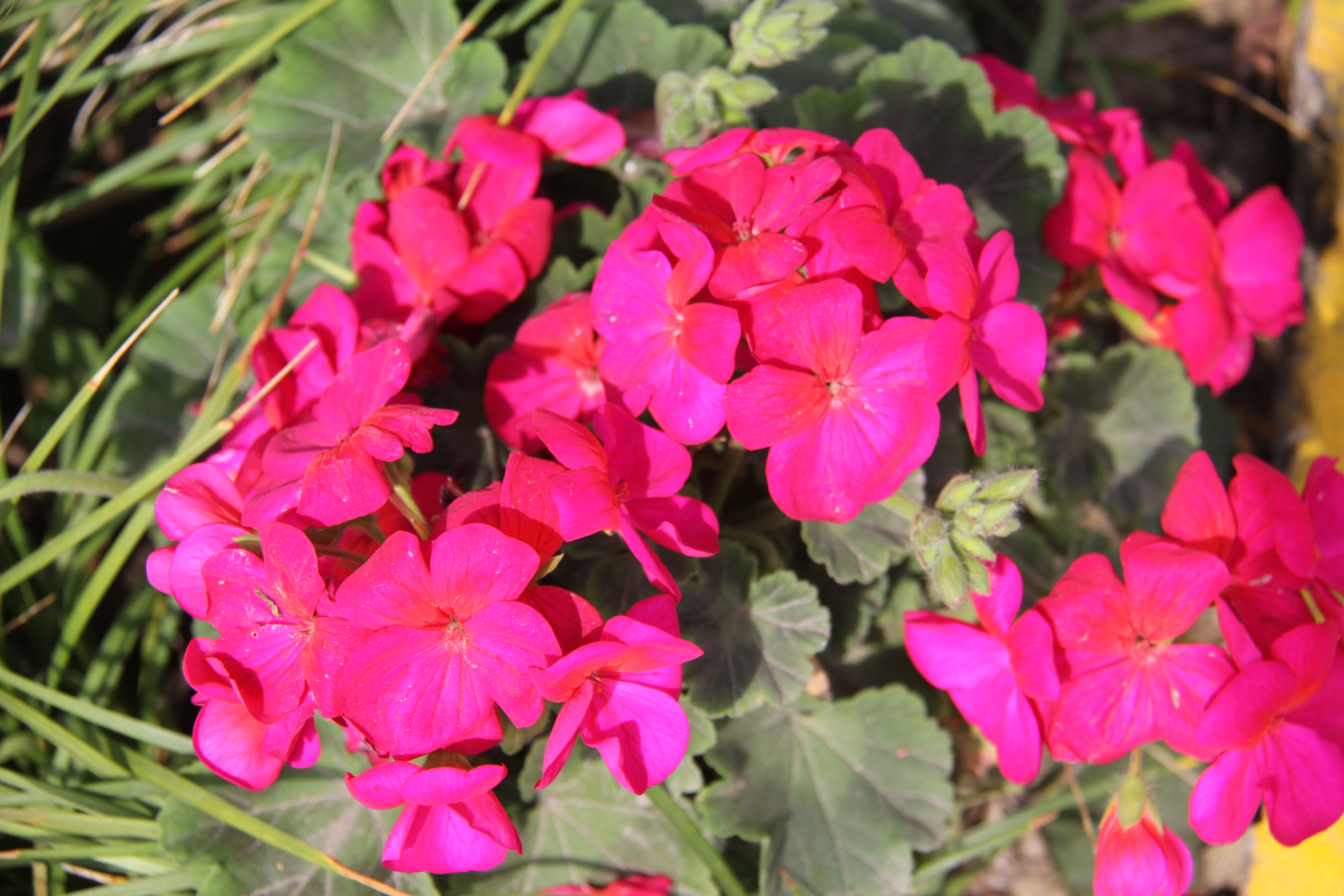 【美麗漢鋼】醉美漢鋼四月天