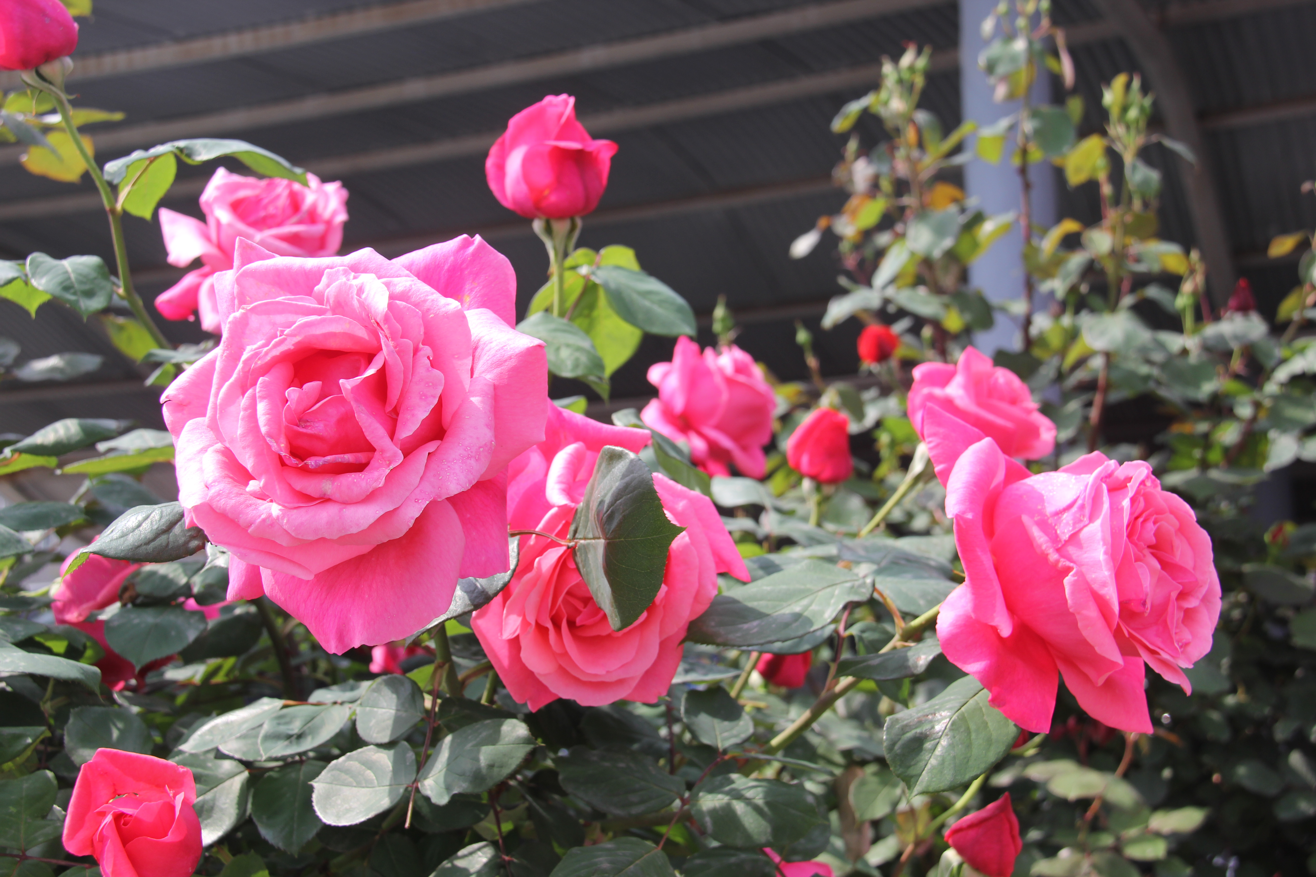 【美麗漢鋼】醉美漢鋼四月天