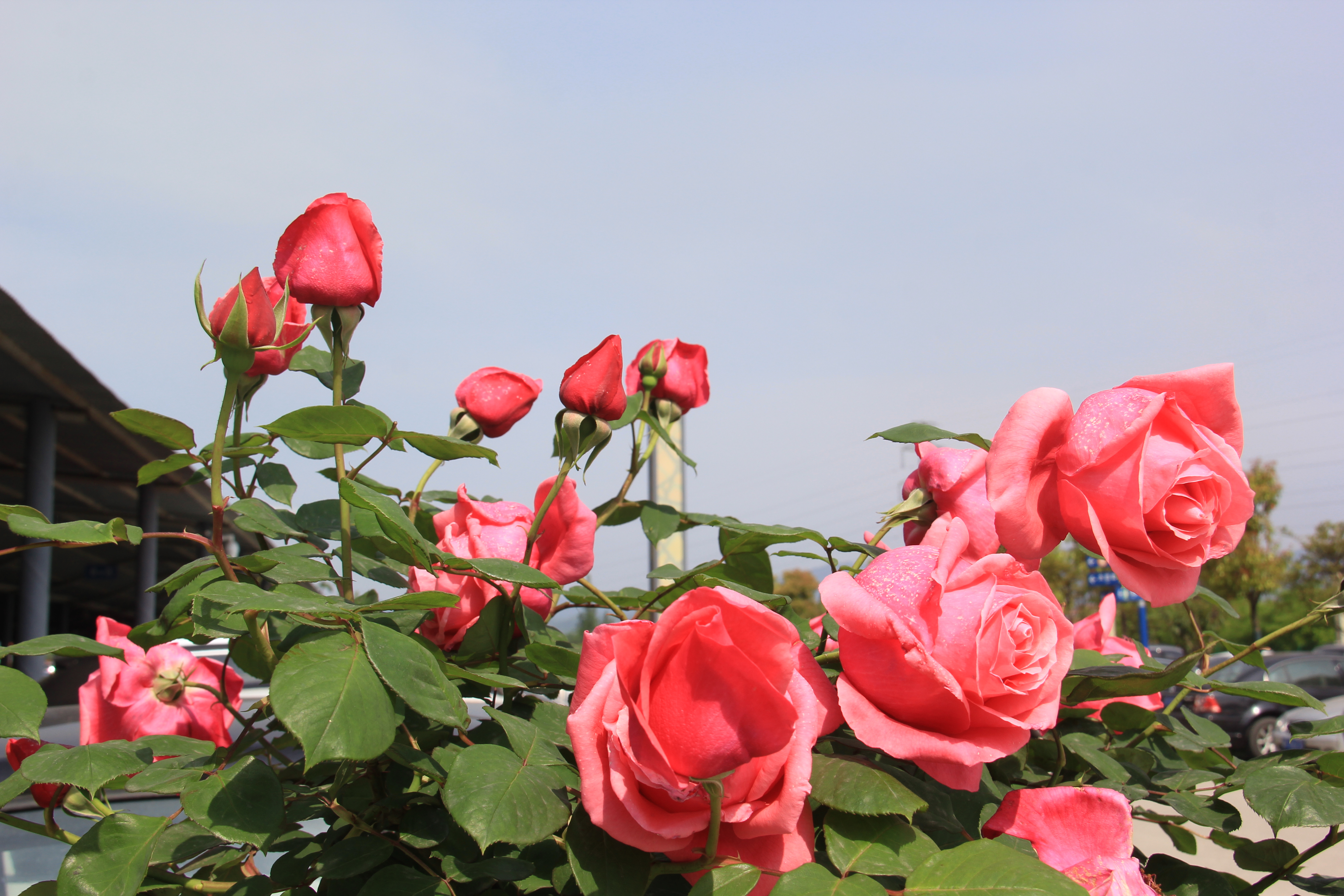 【美麗漢鋼】醉美漢鋼四月天