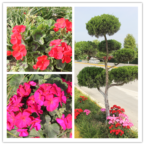 【美麗漢鋼】鏡頭下的漢鋼春