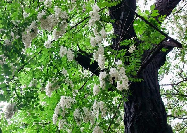 【鋼城文苑】村口的那棵老槐樹(shù)